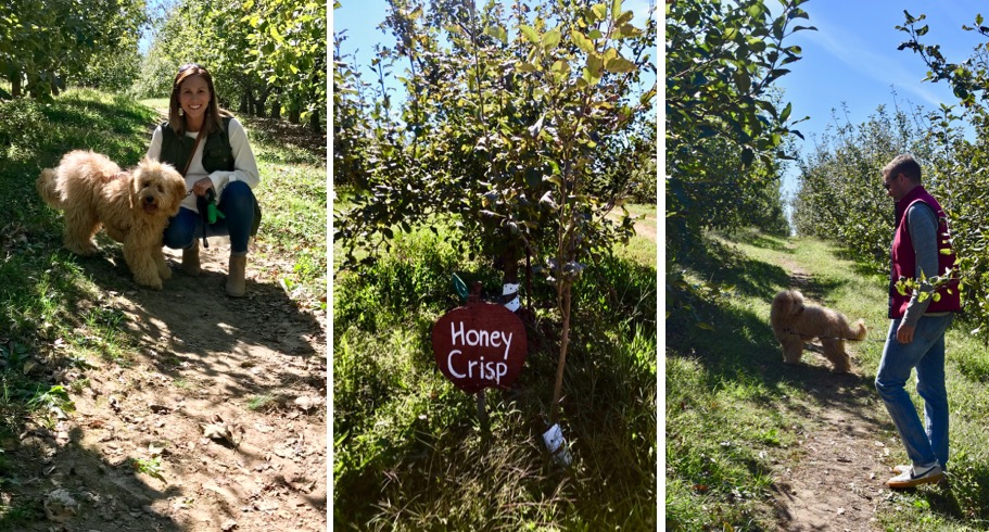 annual apple picking trip // cait's plate