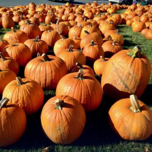 25 fun fall things to do in new england | cait's plate